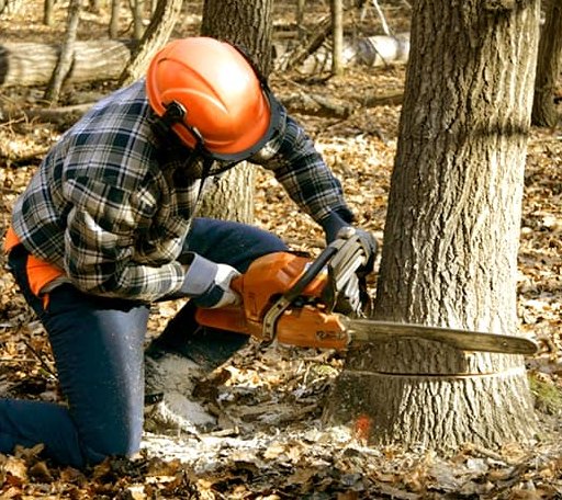 Tree Removal in Hecker, IL